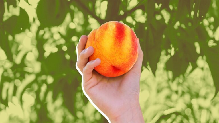 Bad News for Peach Lovers: Why the Fruit Will Be Scarce and Costly This Summer