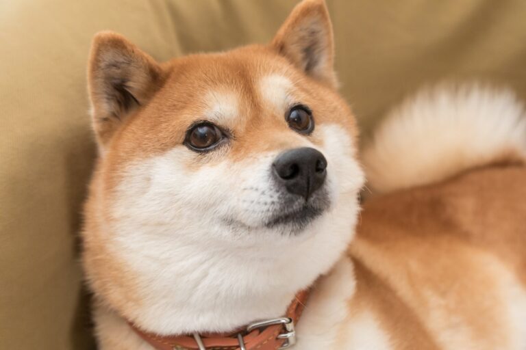 Can Dogecoin Reach $1 in 2026? The Answer Might Surprise You.