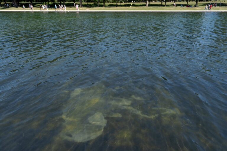 Trump tries explain why the Reflecting Pool is algae green and its blue lining is peeling