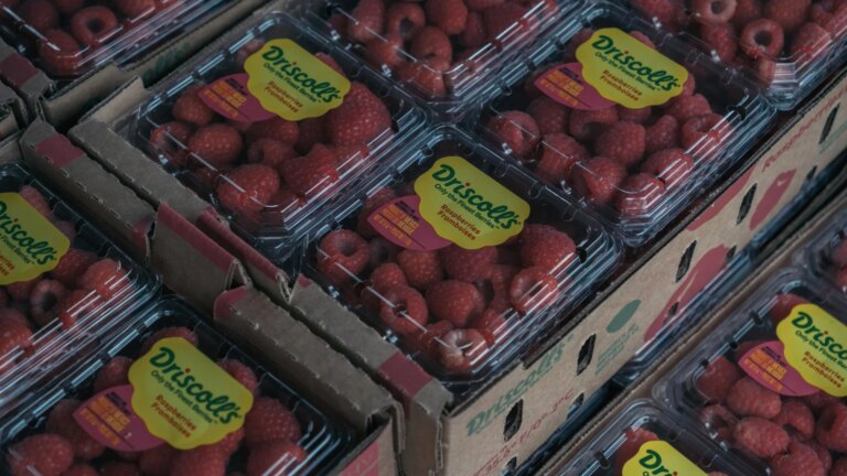 Driscoll’s Strawberries Contaminated With ‘Forever Chemicals,’ Lawsuit Claims