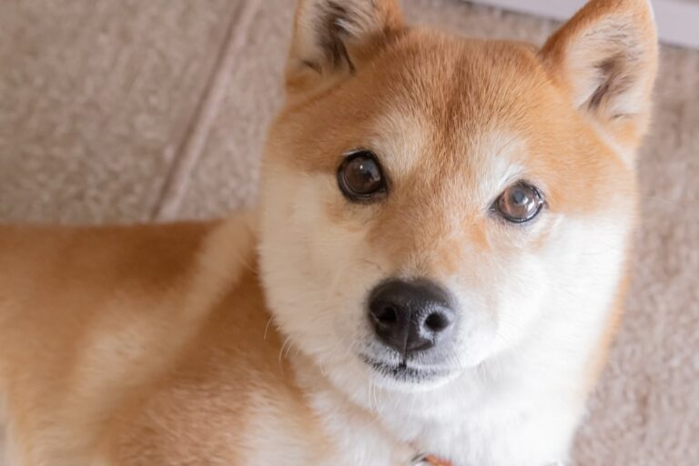 Shiba Inu’s Bull Market Price Potential May Surprise You
