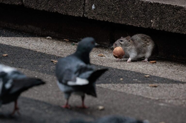GOP billionaire behind history’s biggest political gift could be sued over a Chicago rat infestation